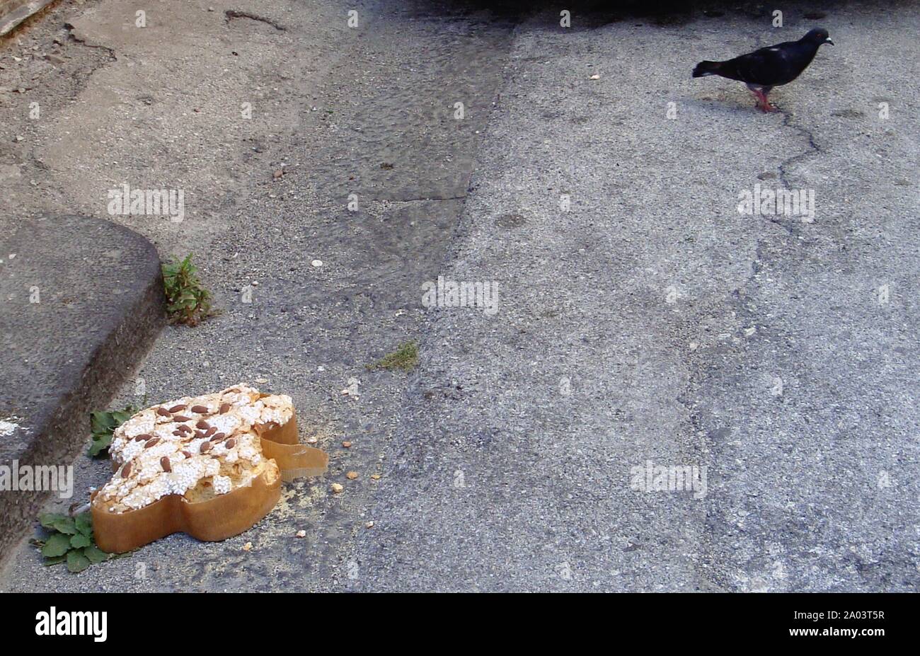 Colomba di Pasqua a forma di colomba e una vera colomba sulla strada Foto Stock