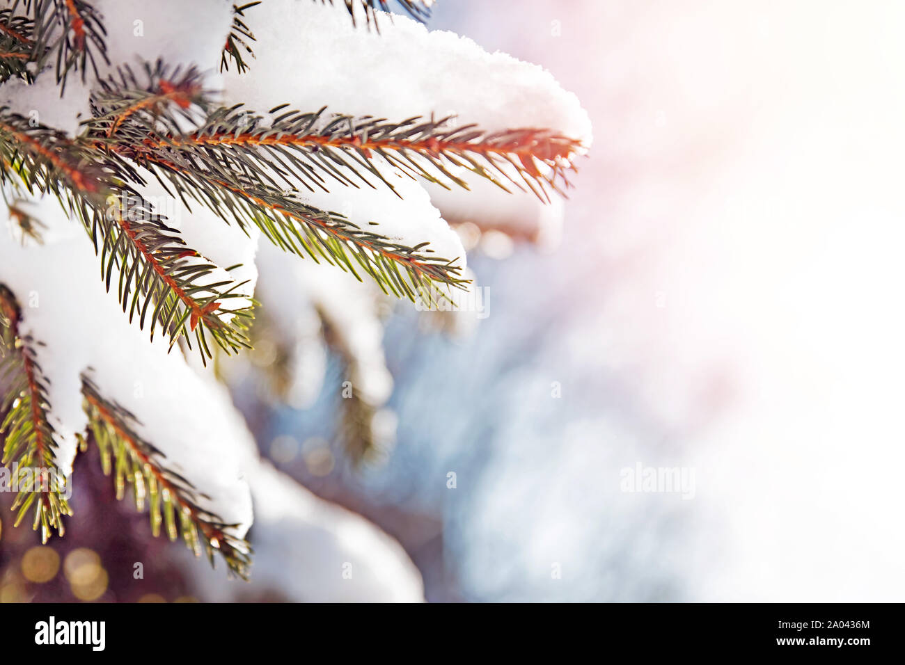 Ramo di abete con neve close-up, tonica foto Foto Stock