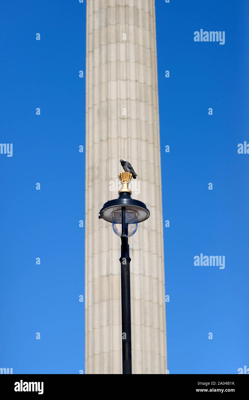 London, England Regno Unito. Pigeon su un lampione di fronte della Colonna di Nelson,, Trafalgar Square. Foto Stock