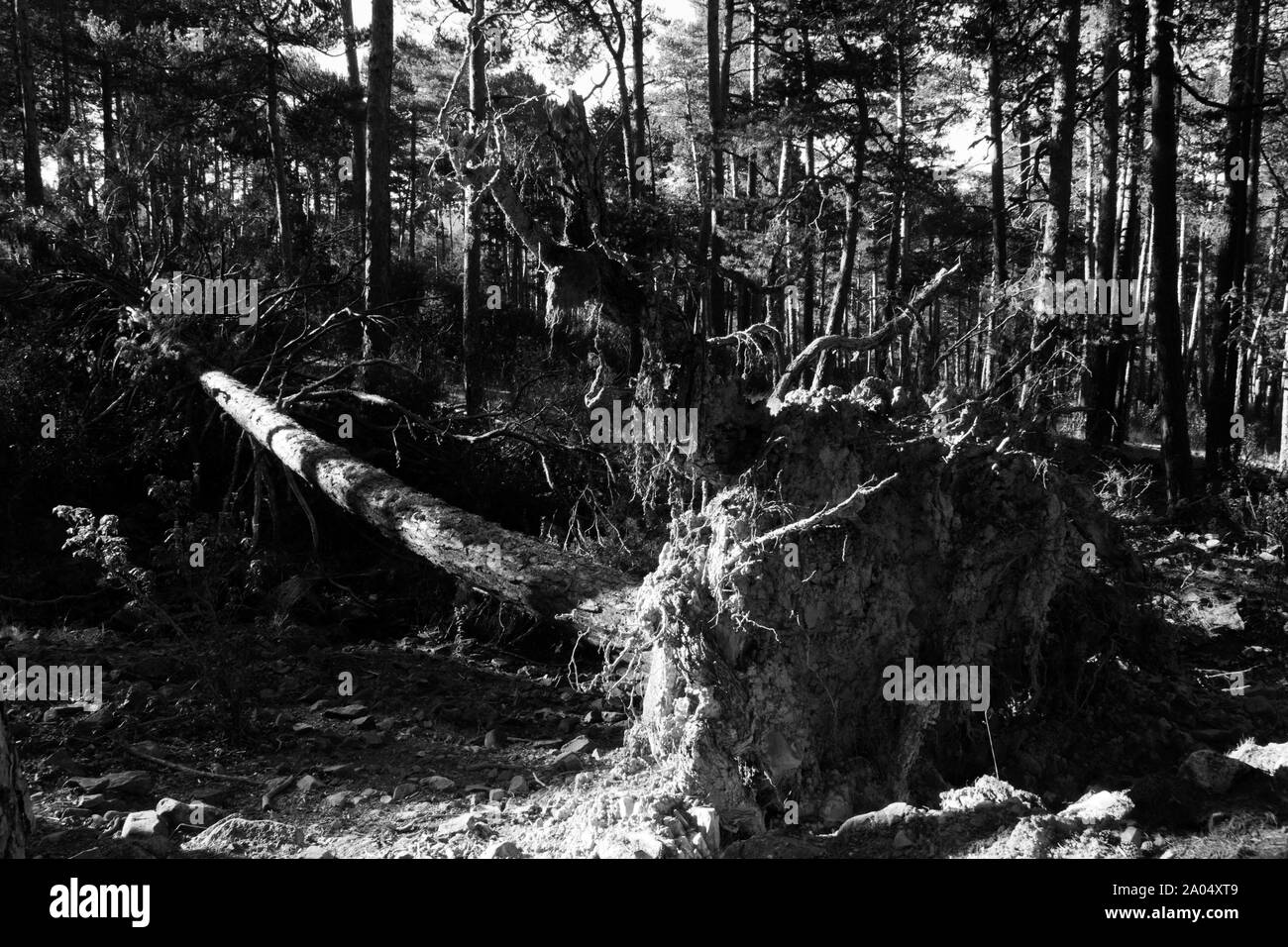 Albero caduto nel bosco dopo alcuni giorni con un sacco di vento. Edizione in bianco e nero Foto Stock
