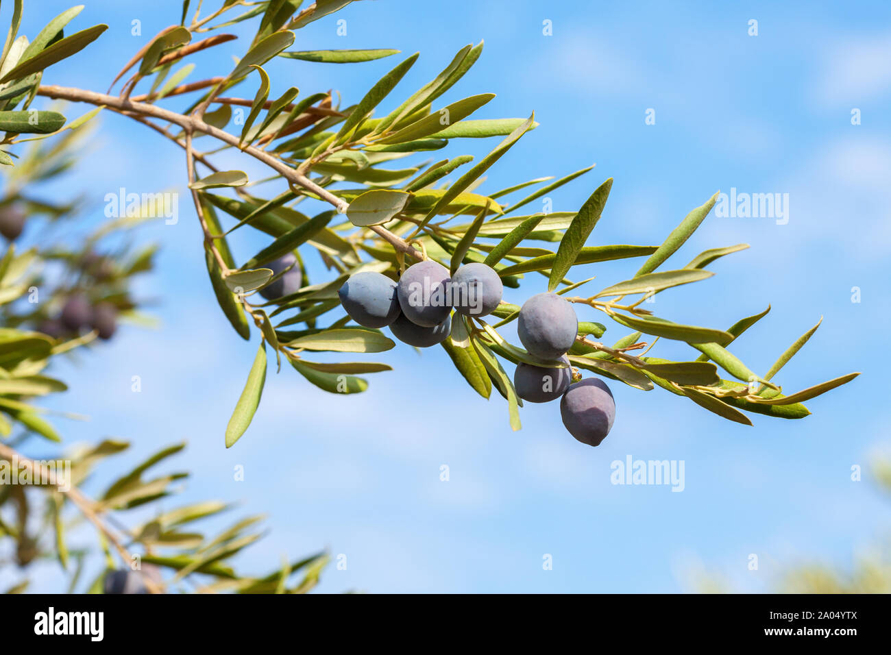 Le olive sul ramo di olivo contro il cielo blu. Foto Stock