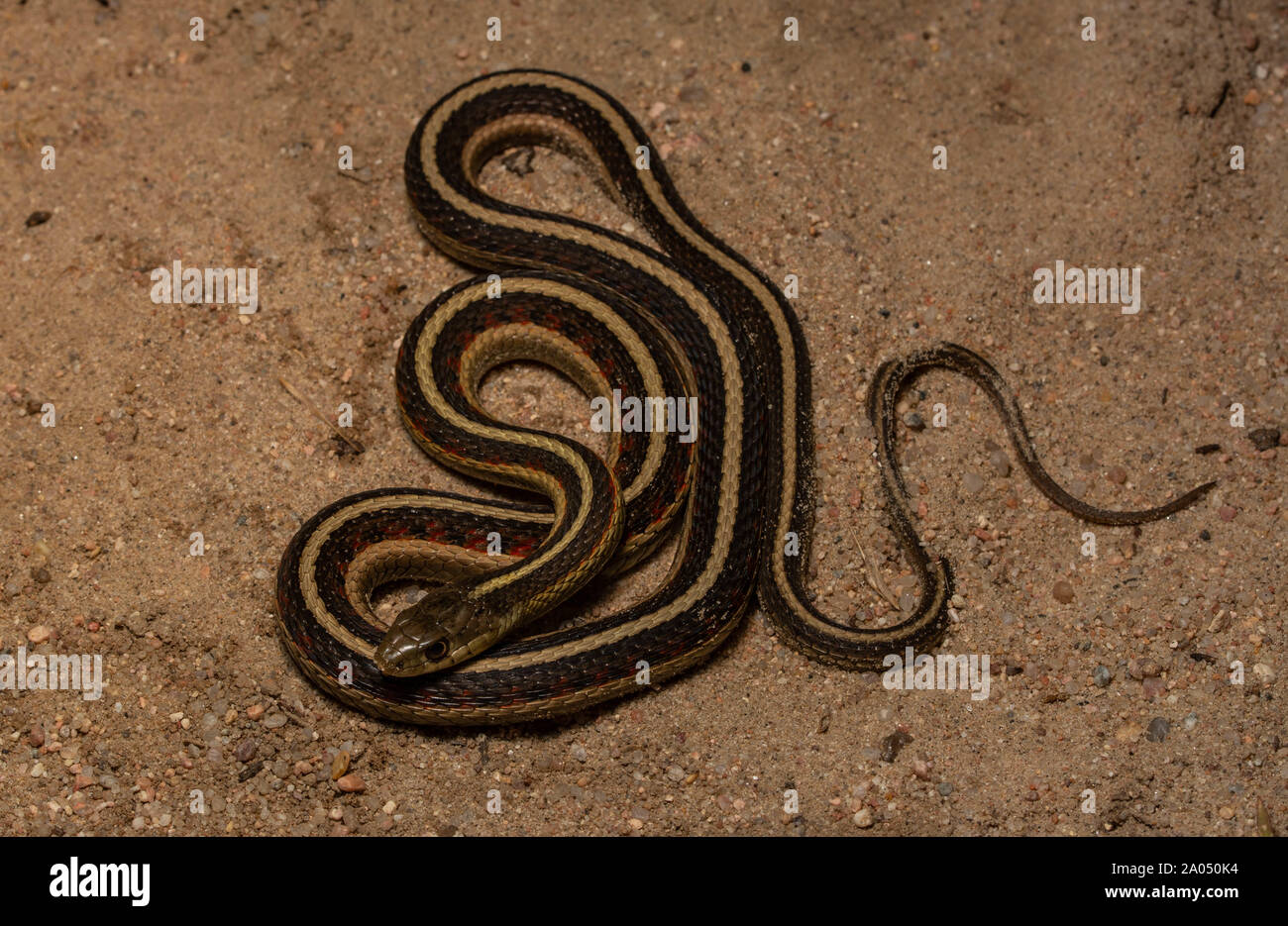 Red-sided Gartersnake (Thamnophis sirtalis parietalis) da Morgan County, Colorado, Stati Uniti d'America. Foto Stock