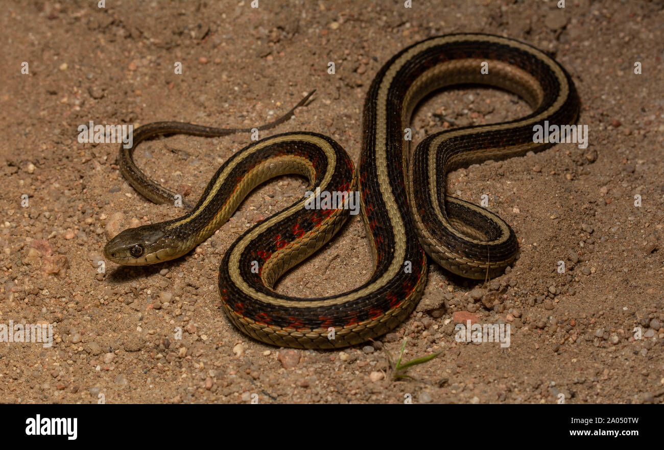 Red-sided Gartersnake (Thamnophis sirtalis parietalis) da Morgan County, Colorado, Stati Uniti d'America. Foto Stock