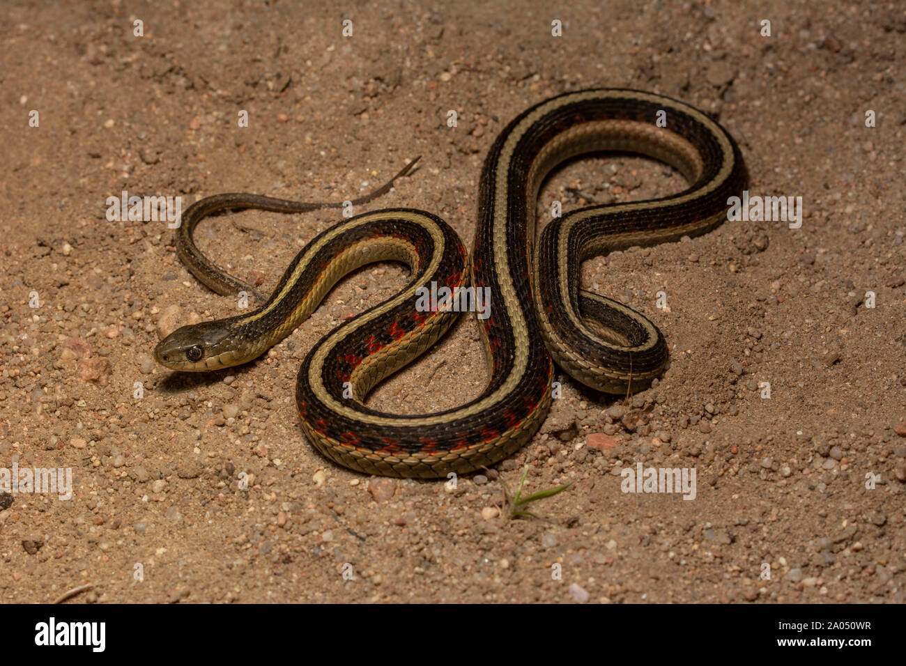 Red-sided Gartersnake (Thamnophis sirtalis parietalis) da Morgan County, Colorado, Stati Uniti d'America. Foto Stock