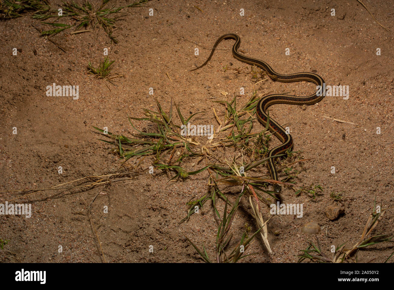 Red-sided Gartersnake (Thamnophis sirtalis parietalis) da Morgan County, Colorado, Stati Uniti d'America. Foto Stock