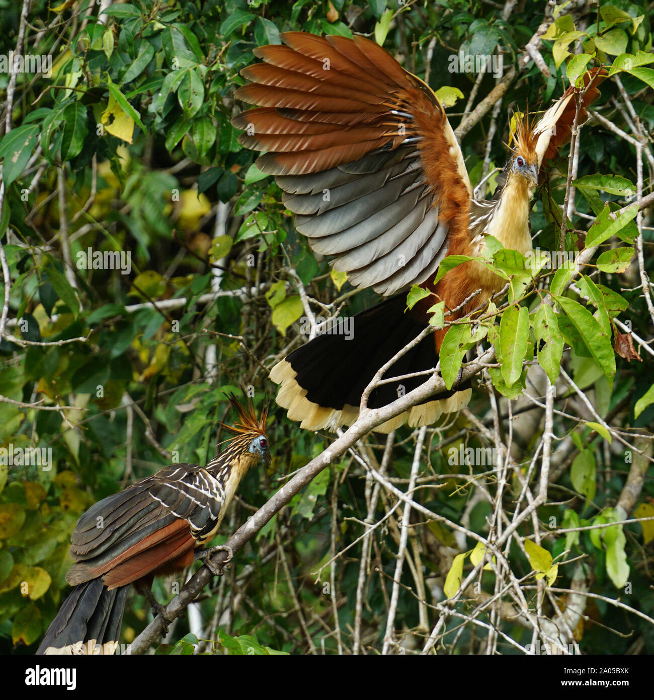 Il hoatzin (Opisthocomus hoazin), noto anche come il rettile uccello, skunk bird, stinkbird o Canje fagiano, è una specie di uccello tropicale trovati nelle paludi, boschi ripariali e mangrovie del Rio delle Amazzoni e i bacini di Orinoco in Sud America. Esso si distingue per avere i pulcini che hanno artigli su due di loro cifre di ala. Foto Stock