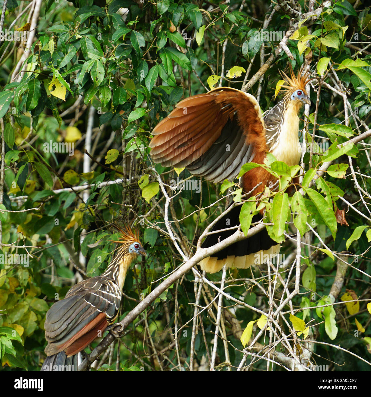 Il hoatzin (Opisthocomus hoazin), noto anche come il rettile uccello, skunk bird, stinkbird o Canje fagiano, è una specie di uccello tropicale trovati nelle paludi, boschi ripariali e mangrovie del Rio delle Amazzoni e i bacini di Orinoco in Sud America. Esso si distingue per avere i pulcini che hanno artigli su due di loro cifre di ala. Foto Stock
