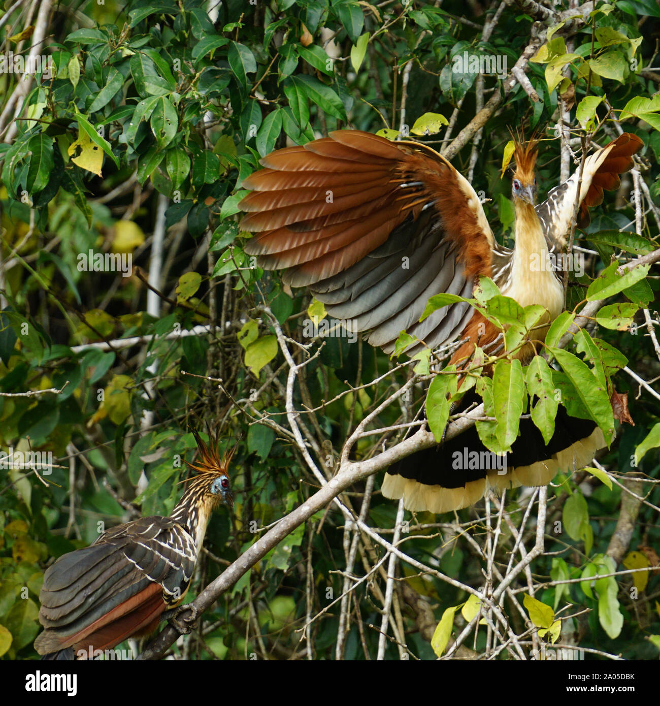Il hoatzin (Opisthocomus hoazin), noto anche come il rettile uccello, skunk bird, stinkbird o Canje fagiano, è una specie di uccello tropicale trovati nelle paludi, boschi ripariali e mangrovie del Rio delle Amazzoni e i bacini di Orinoco in Sud America. Esso si distingue per avere i pulcini che hanno artigli su due di loro cifre di ala. Foto Stock