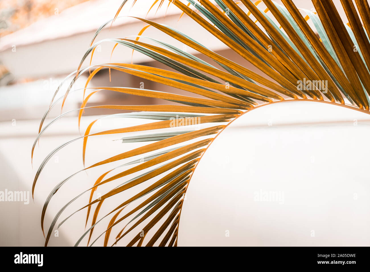 Palm tree lascia contro il muro bianco. Caldo arancio colori, tonalità di terra, creative minimalismo colorato. Copiare lo spazio per testo, orizzontale Foto Stock