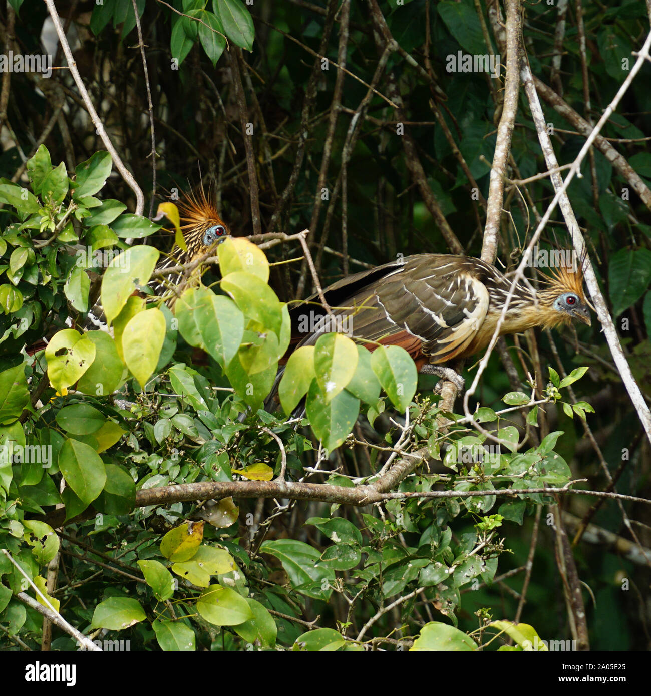 Il hoatzin (Opisthocomus hoazin), noto anche come il rettile uccello, skunk bird, stinkbird o Canje fagiano, è una specie di uccello tropicale trovati nelle paludi, boschi ripariali e mangrovie del Rio delle Amazzoni e i bacini di Orinoco in Sud America. Esso si distingue per avere i pulcini che hanno artigli su due di loro cifre di ala. Foto Stock