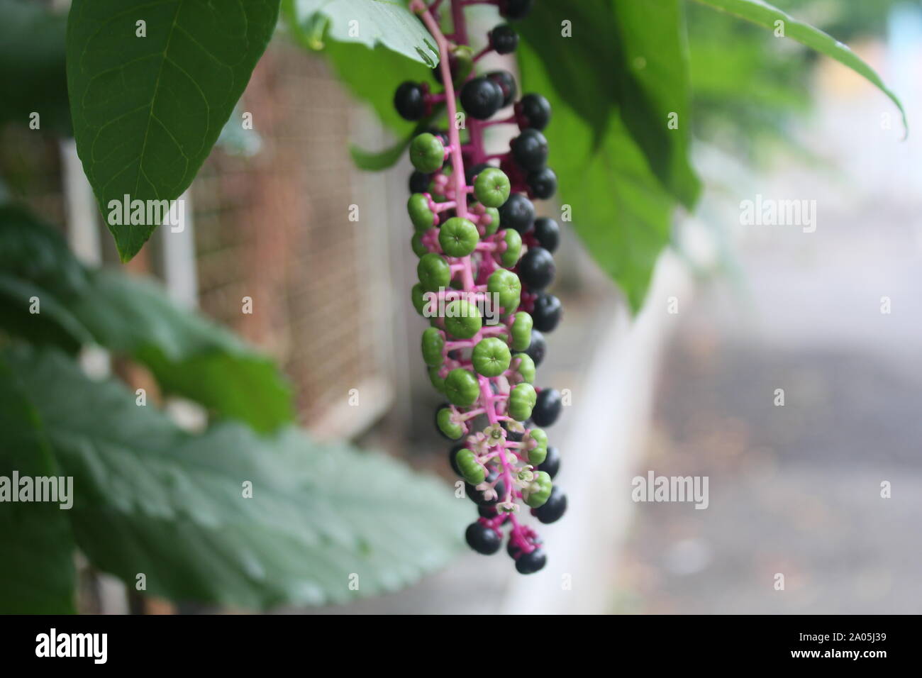 Italiano i frutti con foglie immagine Foto Stock