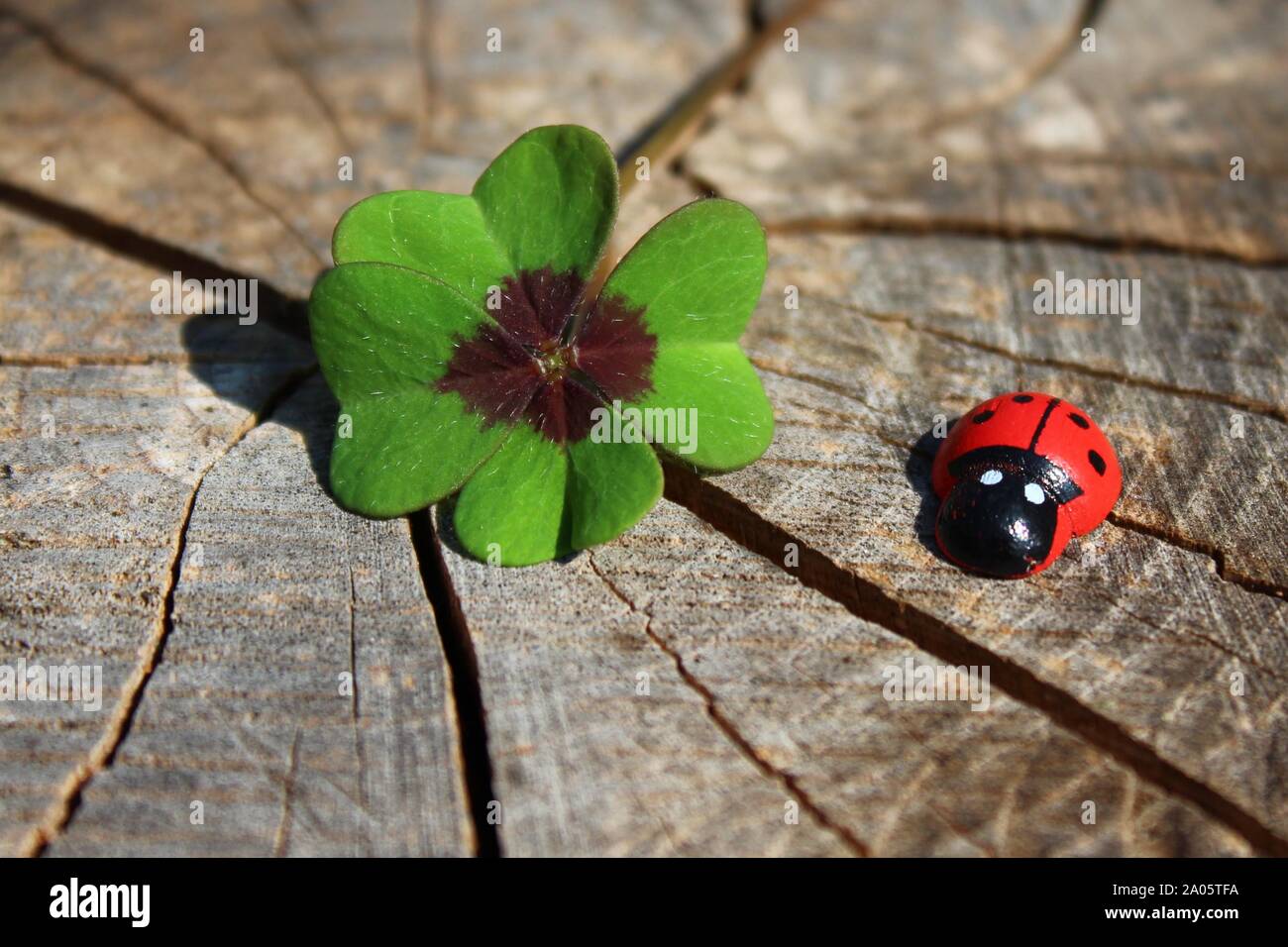 La foto mostra una coccinella in legno e un Lucky Clover su un weathered tronco di albero. Foto Stock