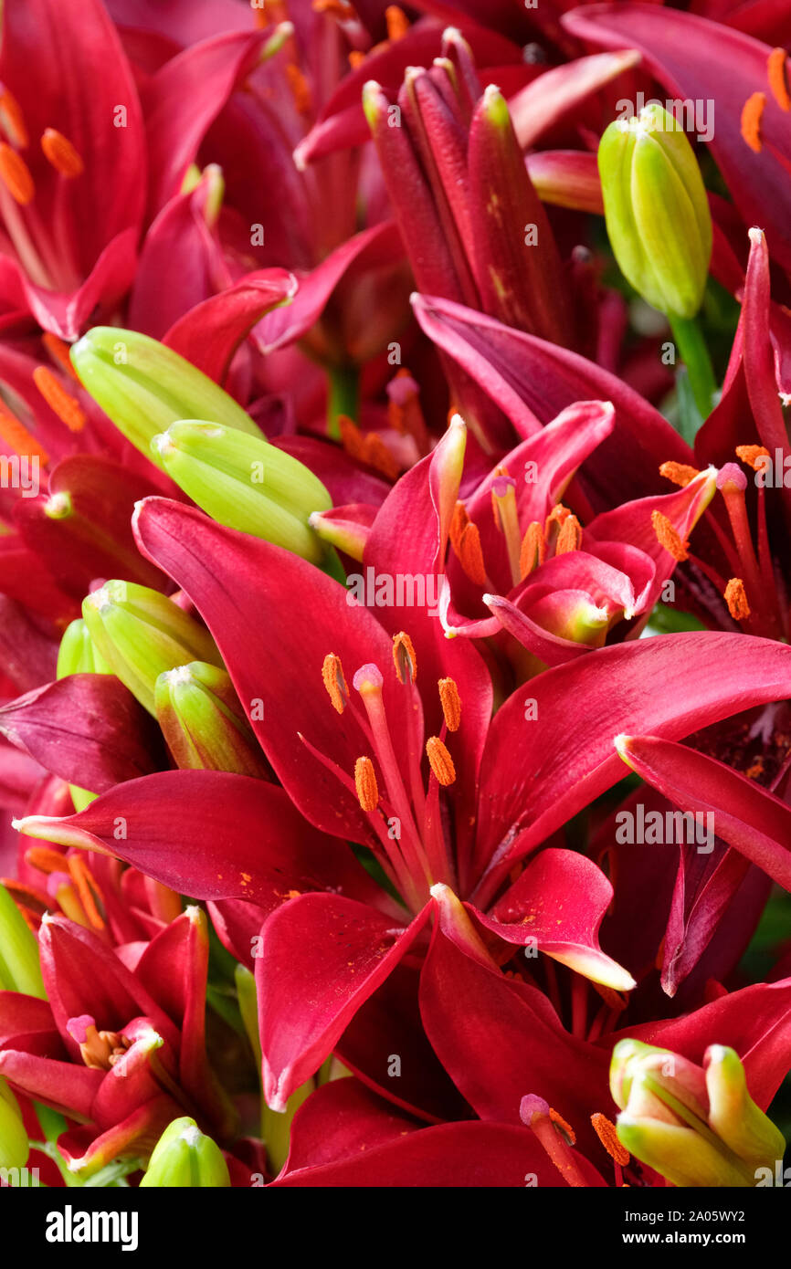 Close-up di profondo rosso borgogna/fiori di lilium asiatici segreto oscuro, Lily 'Dark segreto' Foto Stock