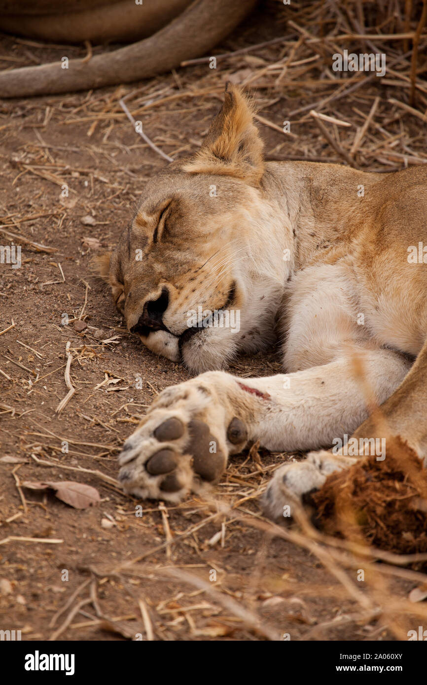 Leonessa addormentato in Ruaha national park, Tanzania. Di relativamente recente ferita può essere vedere sulla sua destra zampa anteriore che può essere fino a 13 cm di larghezza. Foto Stock