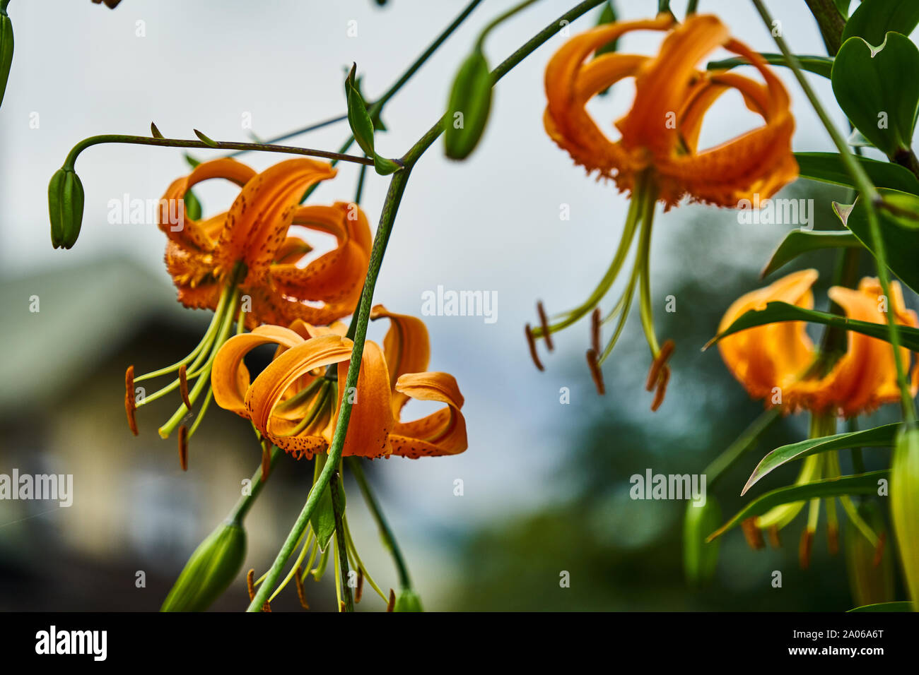 Tiger lily, Lilium lancifolium, con fiori d'arancio e lungo i pistilli e steli di polline, di chiusura e di apertura in fioritura, con sfondo sfocato. Foto Stock