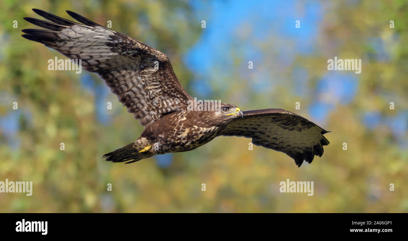 Brown adulto comune poiana vola veloce nella parte anteriore dell'estate di alberi in cerca di prede Foto Stock