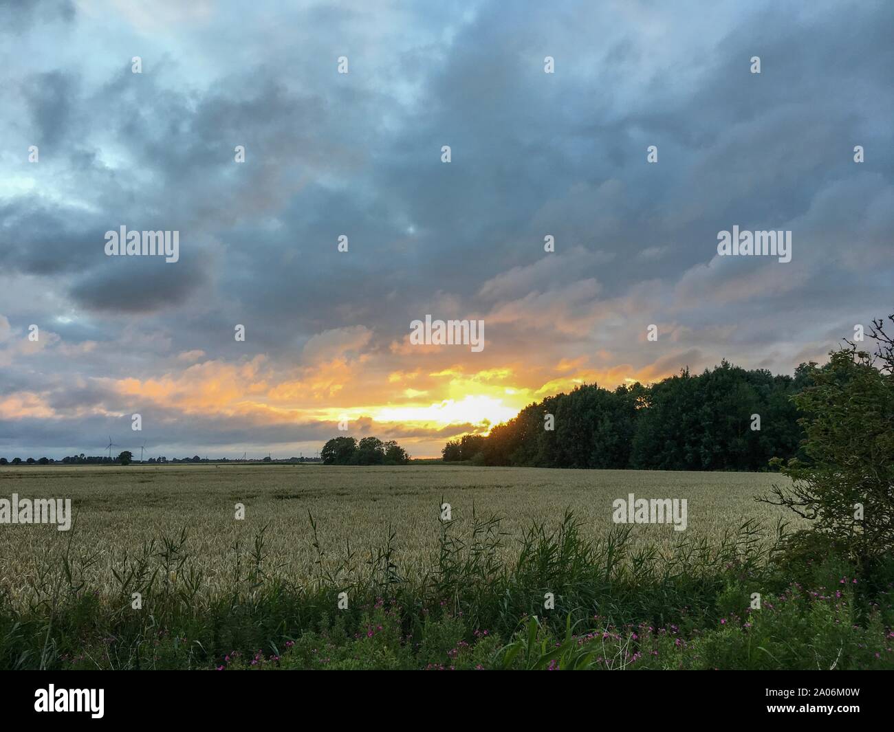 Campo di grano con un bellissimo cielo con nuvole drammatico durante il Magic ora in Frisia orientale, Germania settentrionale. Foto Stock