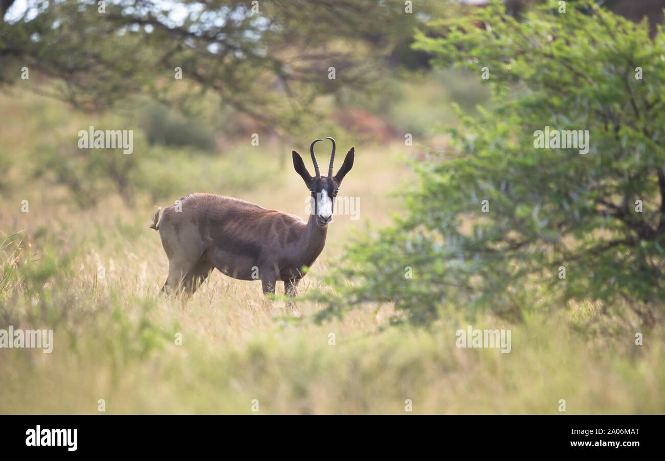 Singoli Antilope nera (Antidorcas marsupialis) antilope morph animali mangiare nella natura selvaggia del paesaggio a Mokala national park in Sud Africa Foto Stock