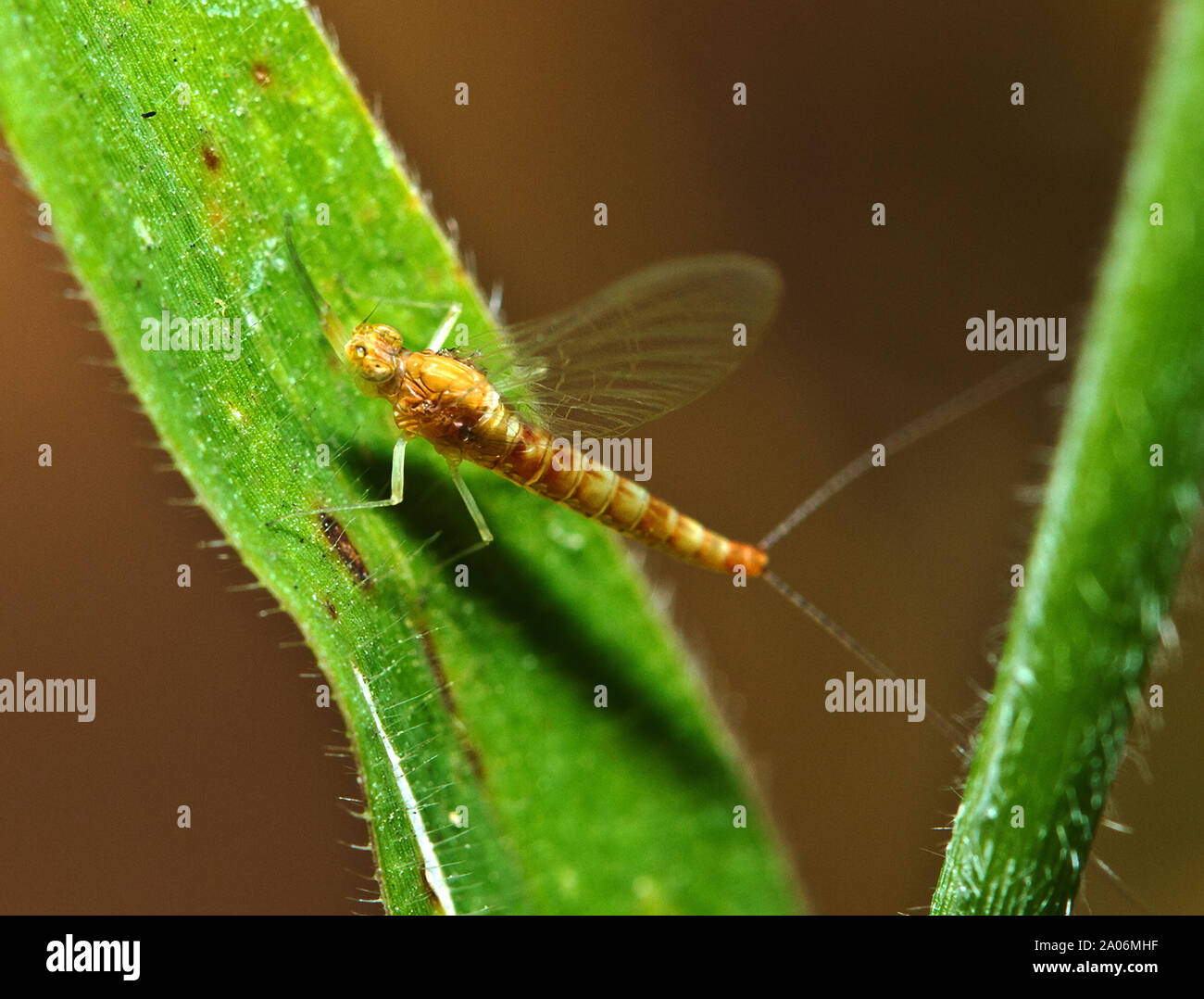 La Mayfly è una della più primitiva della famiglia di insetti. Essi hanno un nymphal stagein acqua dove essi sono normalmente dei predatori. Foto Stock