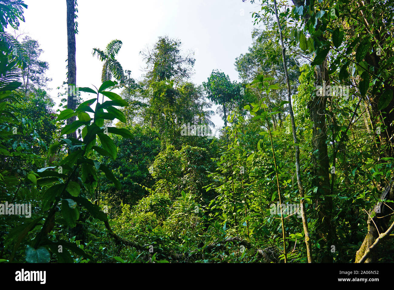 La foresta pluviale amazzonica, noto anche in lingua inglese come Amazzonia o la giungla amazzonica, è umido di latifoglie della foresta pluviale tropicale in Amazzonia biome che copre la maggior parte del bacino amazzonico del Sud America. Questo bacino comprende 7.000.000 km2 (2.700.000 miglia quadrate), di cui 5,5 milioni di km2 (2.100.000 chilometri quadrati) sono coperte dalla foresta pluviale. Questa regione include il territorio appartenente a nove nazioni. Foto Stock