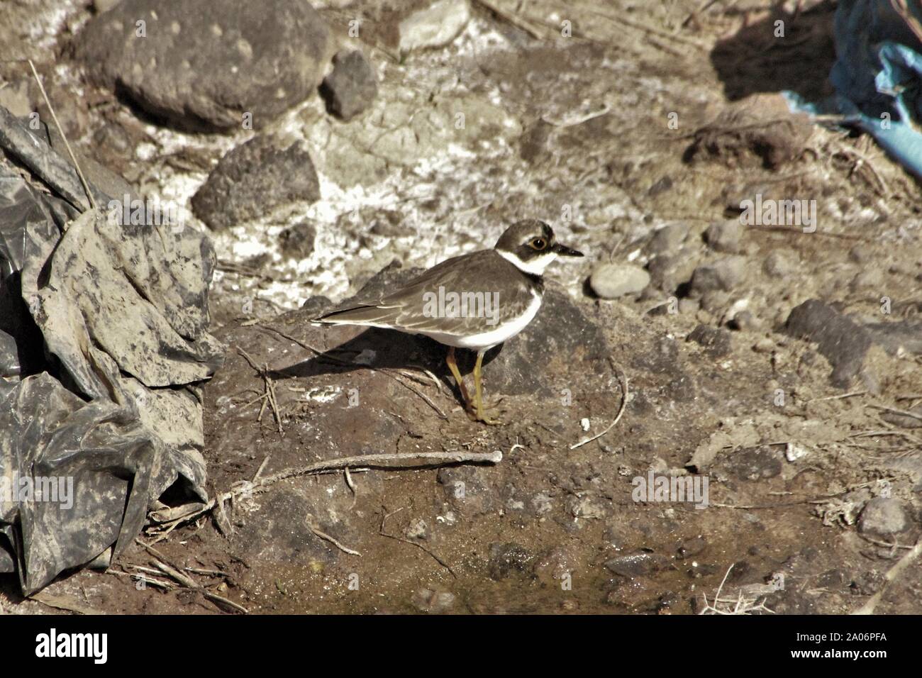 Poco inanellato Plover (Charadrius dubius) al suo inverno quarti vicino a Caleta de Fuste, Fuerteventura, Spagna Foto Stock