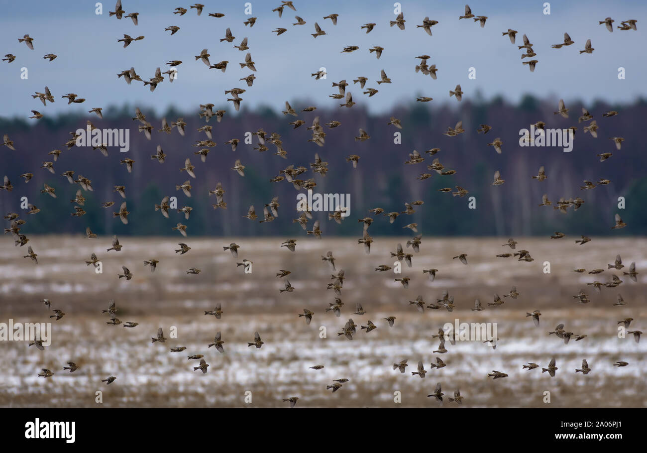 Molto grande gregge di comune redpoll vola su erba secca campo e foresta in inverno Foto Stock