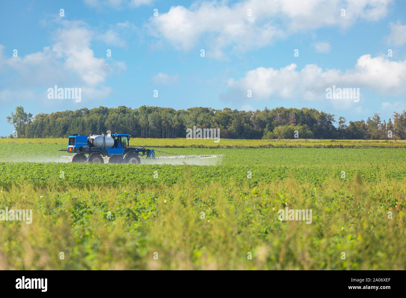 Grandi irroratrice agricola la spruzzatura di un campo più grande o patate nelle zone rurali di Prince Edward Island, Canada. Foto Stock