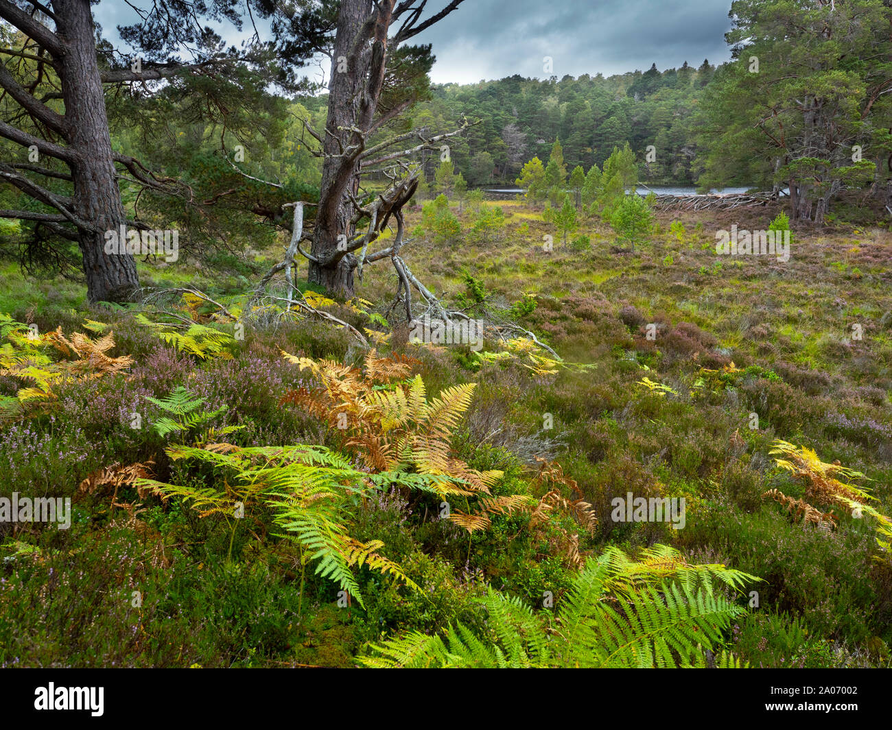 Bracken,heather, betulle e pino silvestre Loch un Eilein Scozia Scotland Foto Stock