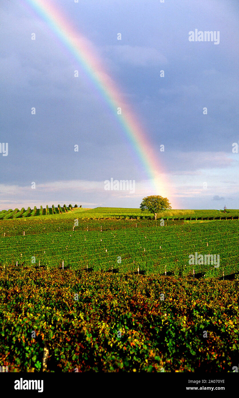 Rainbow, vigneto della regione di Bordeaux, Francia Foto Stock