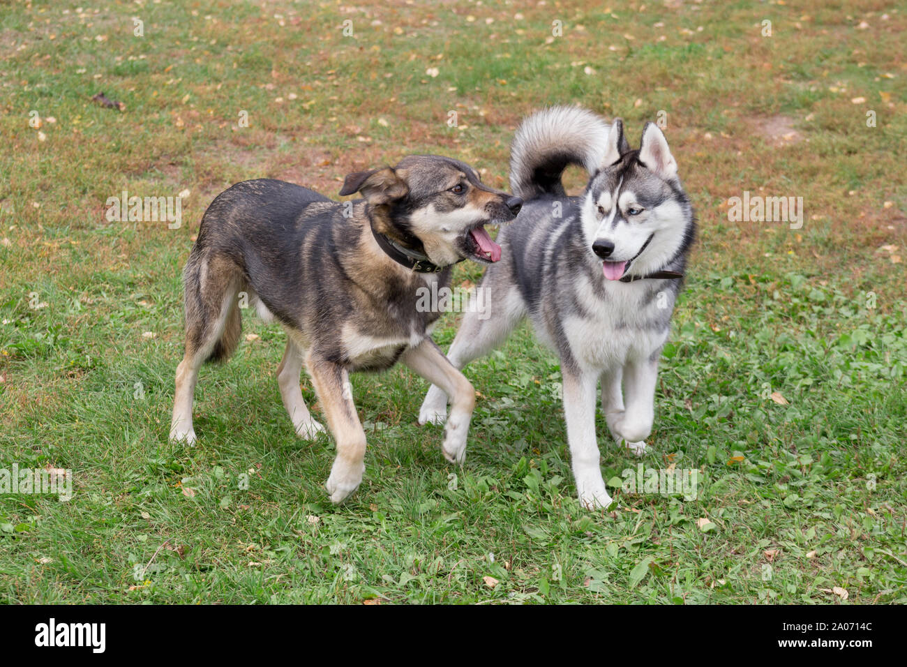Carino siberian husky e multibred cane sta giocando nel parco d'autunno. Stagioni dell'anno. Foto Stock