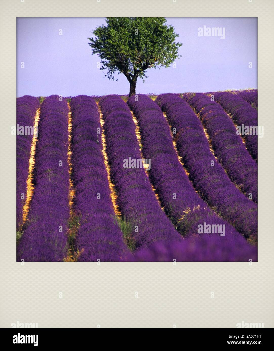 Albero in un campo di lavanda, Plateau de Valensole, Alpes de Haute Provence, Provence-Alpes-Côte d'Azur, Francia (effetto polaroid) Foto Stock