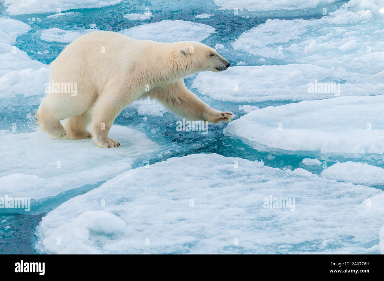 Grande orso polare Passeggiate sul ghiaccio pack nel circolo polare artico, Barentsoya, Svalbard, Norvegia Foto Stock