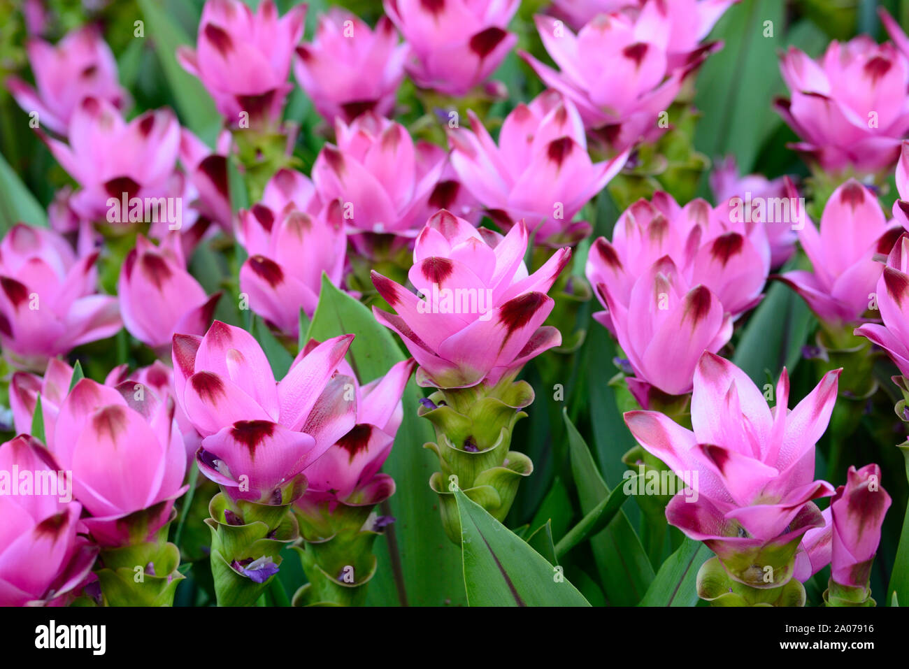 Rosa Curcuma Alismatifolia o il Siam Tulip Foto Stock