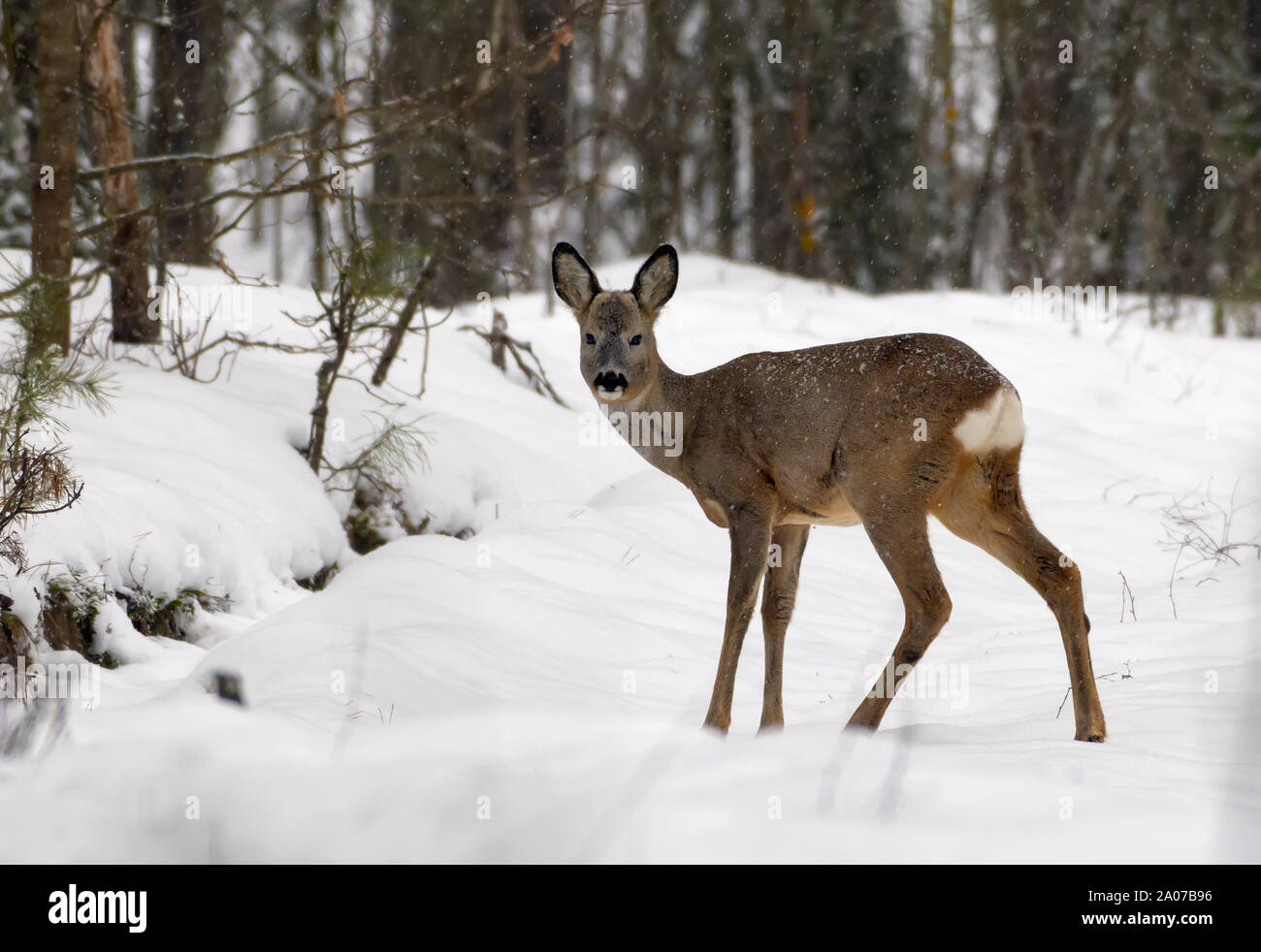 Femmina di capriolo dà una testa girare verso la telecamera in inverno bosco innevato Foto Stock