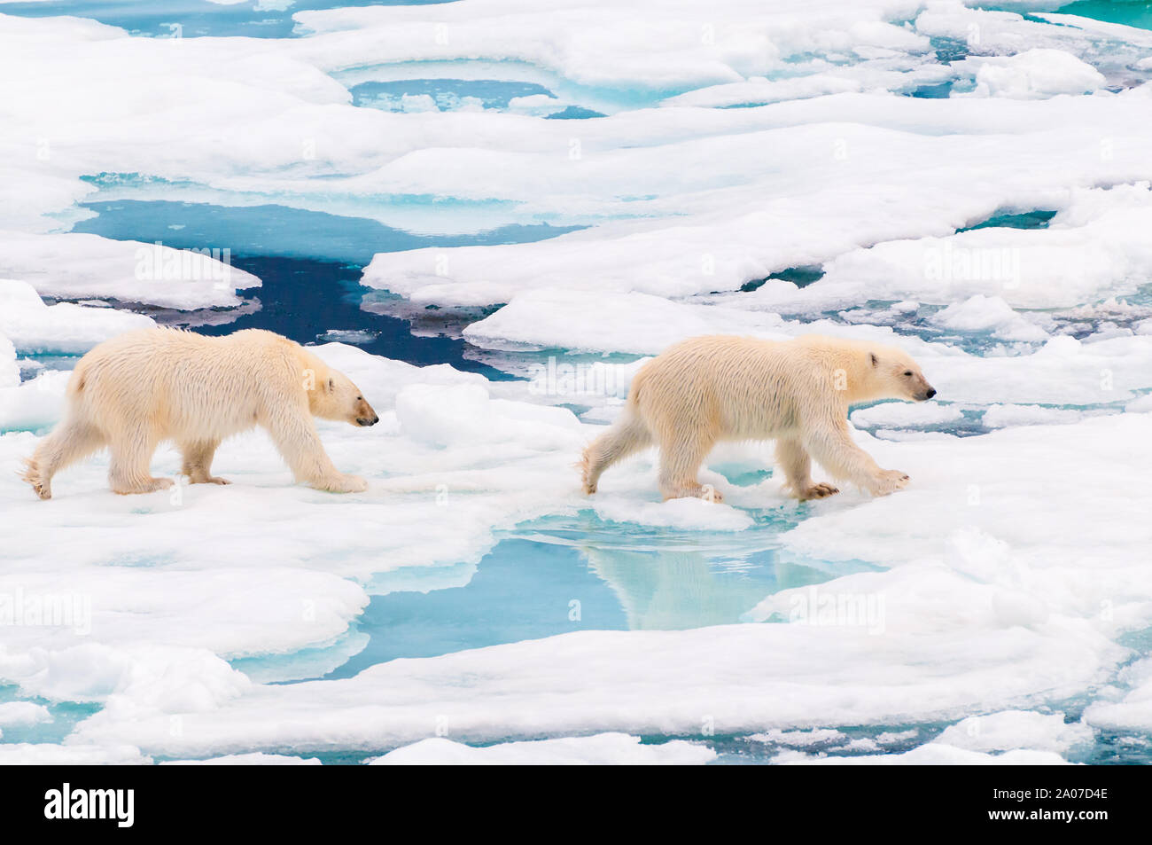 Polar Bear cubs Passeggiate sul ghiaccio pack nel circolo polare artico, Barentsoya, Svalbard, Norvegia Foto Stock