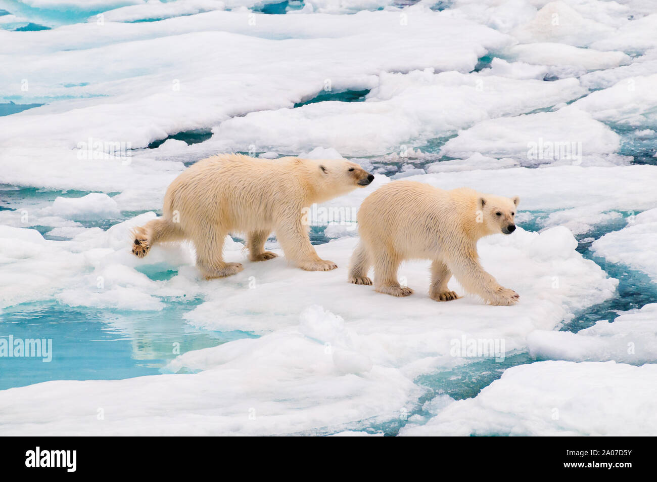 Polar Bear cubs Passeggiate sul ghiaccio pack nel circolo polare artico, Barentsoya, Svalbard, Norvegia Foto Stock