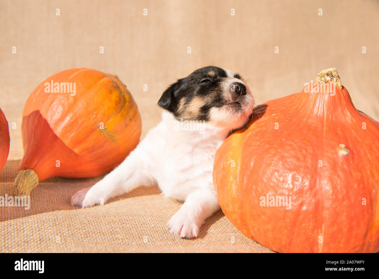 Jack Russell Terrier cucciolo di cane con la zucca - preparazione per la festa di Halloween Foto Stock