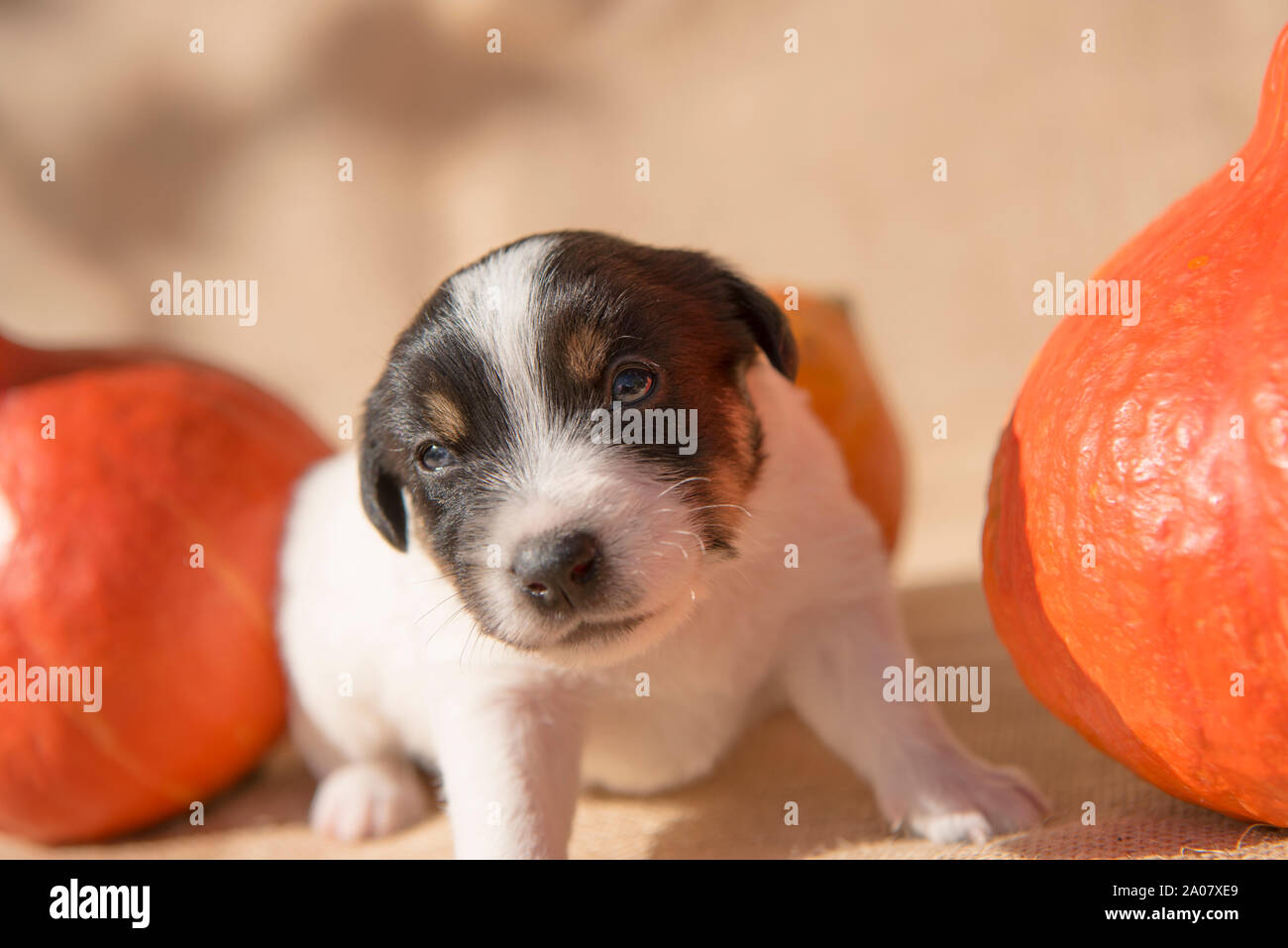 Jack Russell Terrier cucciolo di cane con la zucca - preparazione per la festa di Halloween Foto Stock