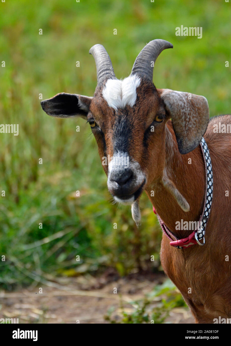 Capra su Il childrens farm a arca Wildlife Park e il santuario di salvataggio - Stickney, Lincolnshire, Regno Unito Foto Stock