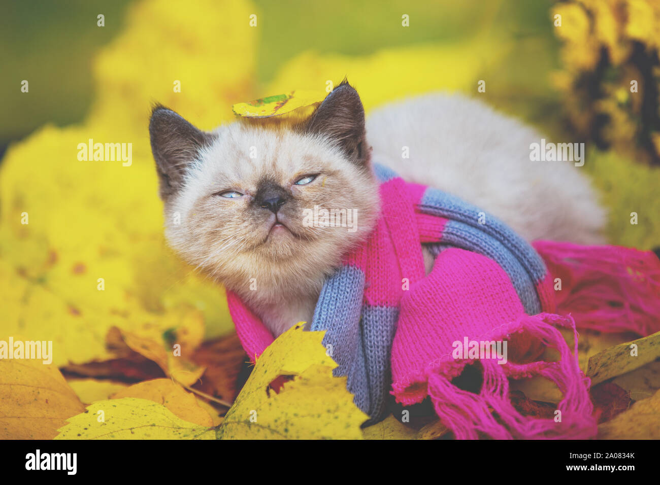 Autunno ritratto di un piccolo gattino che indossa un rosa grigio maglia sciarpa. Cat passeggiate all'aperto sulle foglie cadute in un giardino Foto Stock