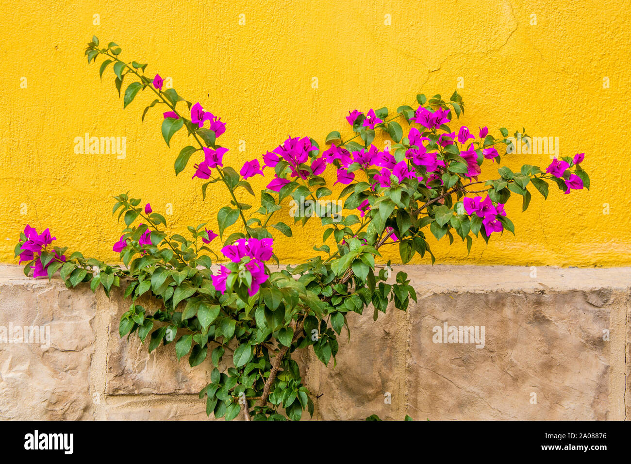 Bougainvillea fiori contro il muro giallo a Tlaquepaque, vicino Guadalajara, Jalisco, Messico. Foto Stock