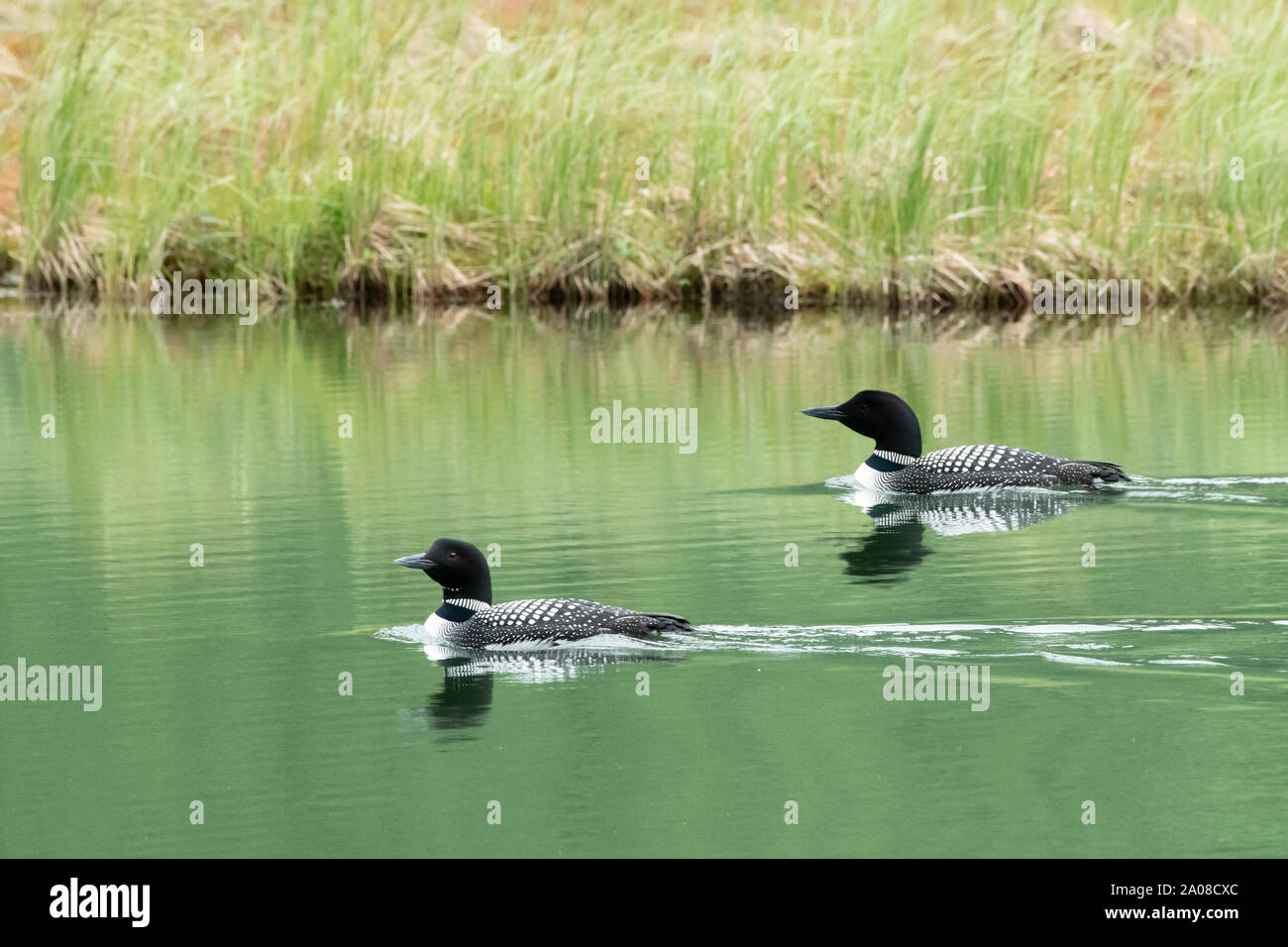 Nord America; Stati Uniti; Alaska; molla; fauna; uccelli; gli uccelli acquatici; Comune Loon; Gavia immer. Foto Stock