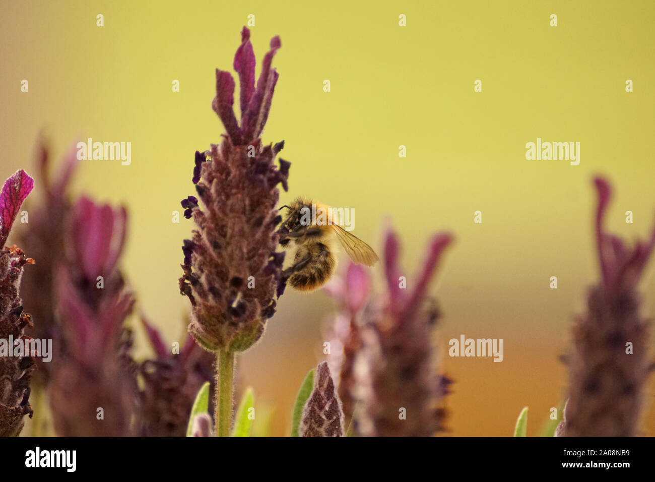 Nero e giallo miele delle api sul francese viola lavanda di impollinazione di piante Foto Stock