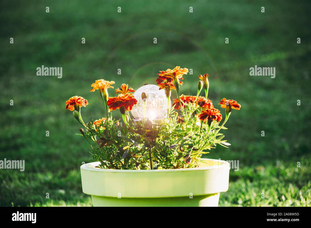 Lampada da giardino decorativa rotonda in vetro a LED ad energia solare è accesa. Lampada è in grande tiglio verde vaso di plastica dove fiori di tagete arancio crescono, verde g Foto Stock