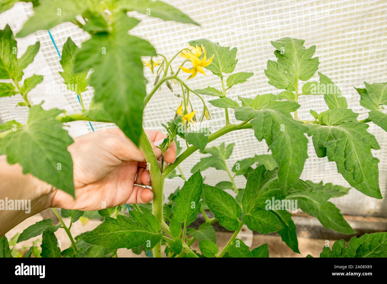 Primo piano di donna freno a mano strappa via i tiri eccessivi che crescono sul gambo della pianta del pomodoro in serra, in modo che la pianta ottiene più nutrizione da così Foto Stock