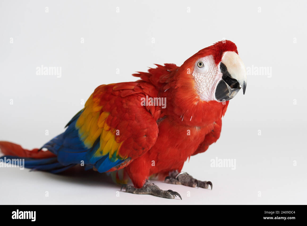 Macaw red parrot sedersi su sfondo bianco vista isolata Foto Stock
