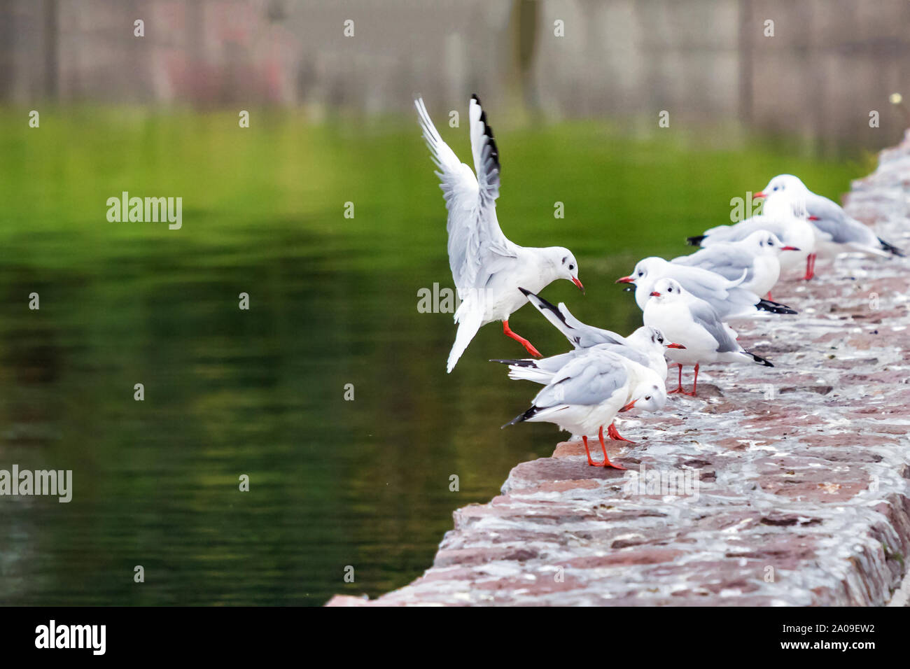 Red fatturati gull lo sbarco in Ozero Kultuchnoye lago in Petropavlovsk-Kamchatskiy, Russia. Foto Stock