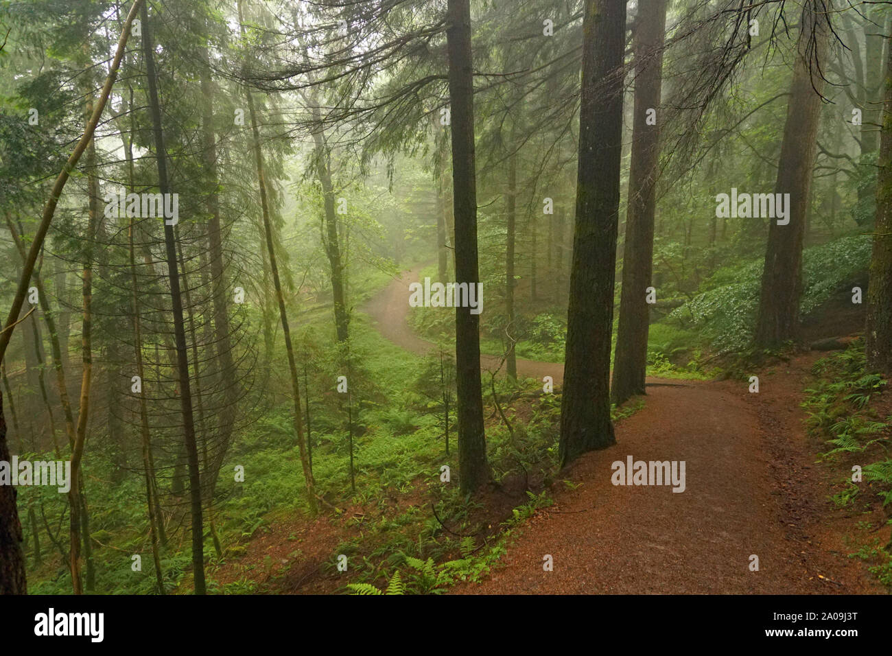Misty Glencoe Lochan sentieri a piedi in Scozia, Highlands scozzesi Foto Stock