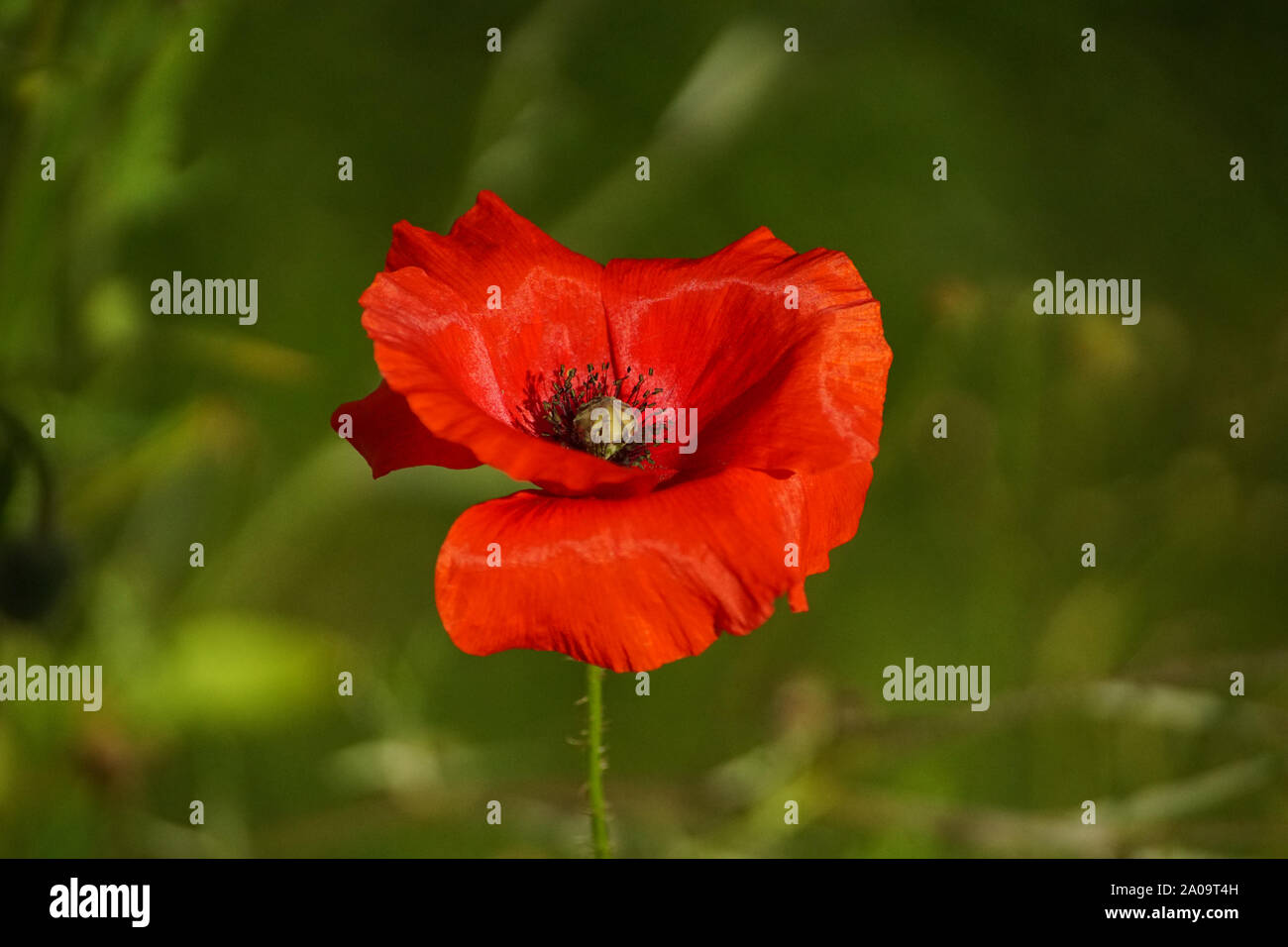 Millefiori colorato, colorato di fiori selvaggi, sfondo verde, rosso papavero, fiore in fiore, Papaver rhoeas Foto Stock