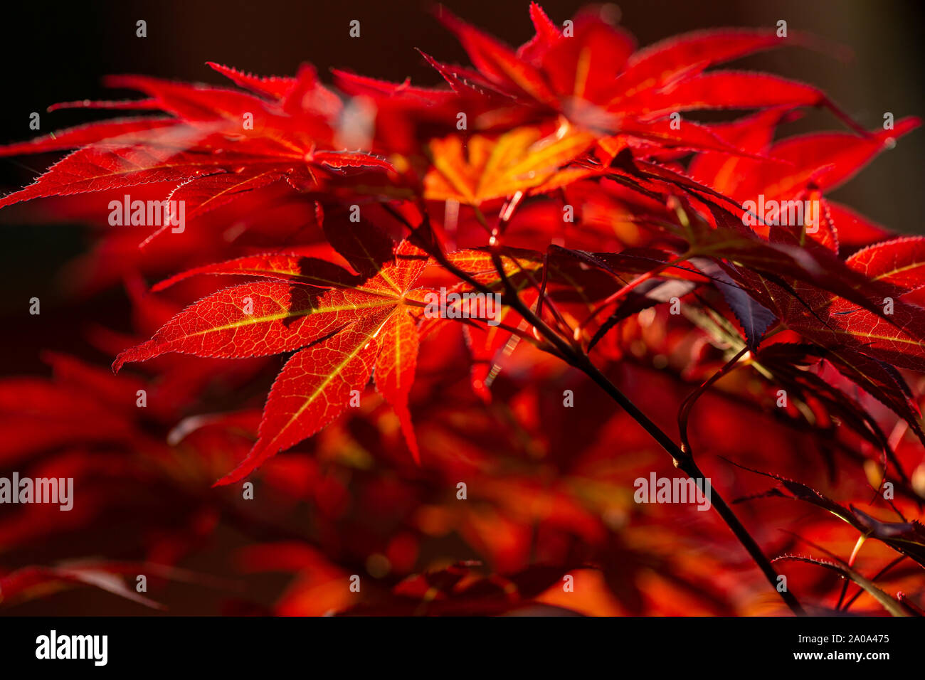 Foglie rosse di acerum palmatum sul ramo di albero in autunno Foto Stock